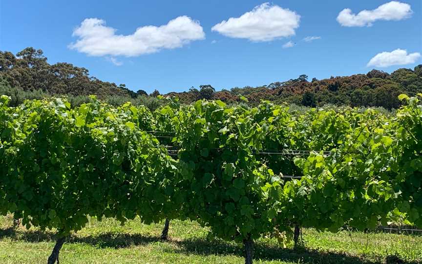 Rambling Wine Tours (Central Victoria), Seymour, VIC
