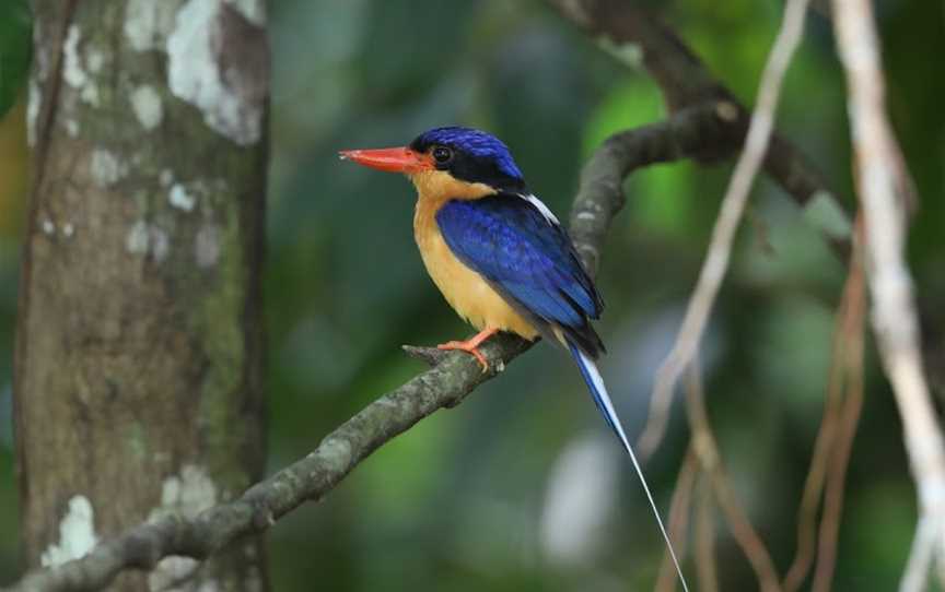 Birdwatching Tropical Australia, Mossman, QLD