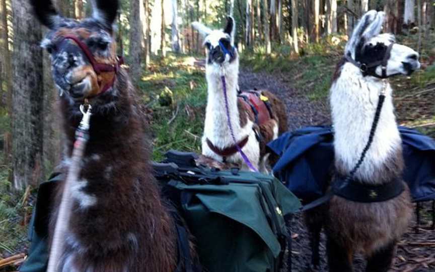 Hanging Rock Llama Treks, Woodend, VIC