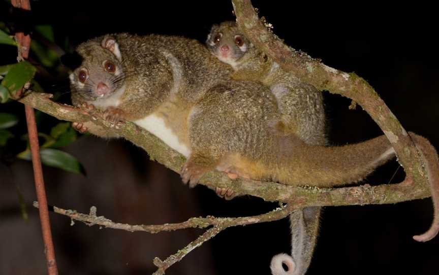 Eyes on Wildlife, Atherton, QLD