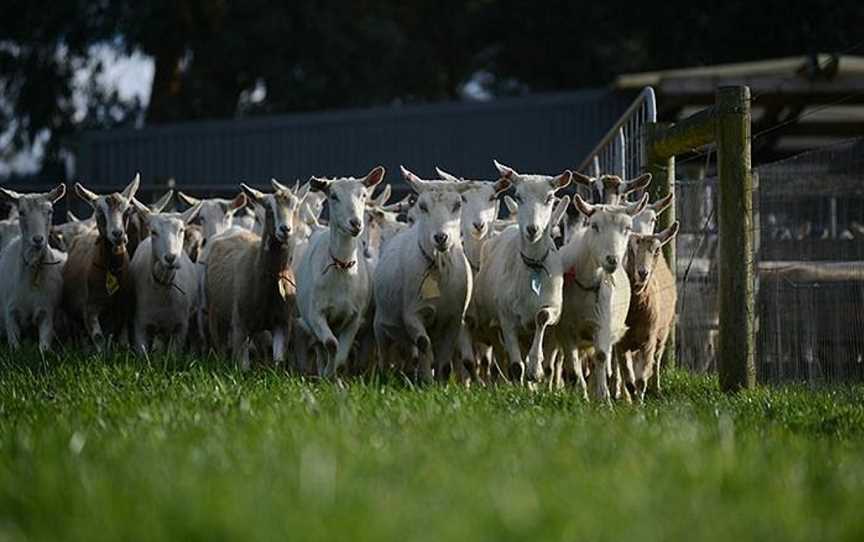 Main Ridge Dairy, Main Ridge, VIC