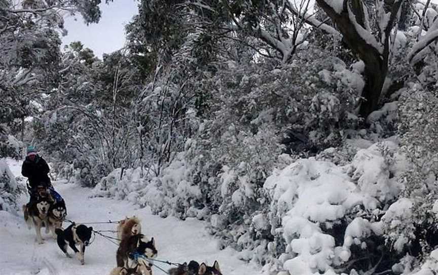 Howling Husky Sled Dog Tours, Mount Baw Baw, VIC