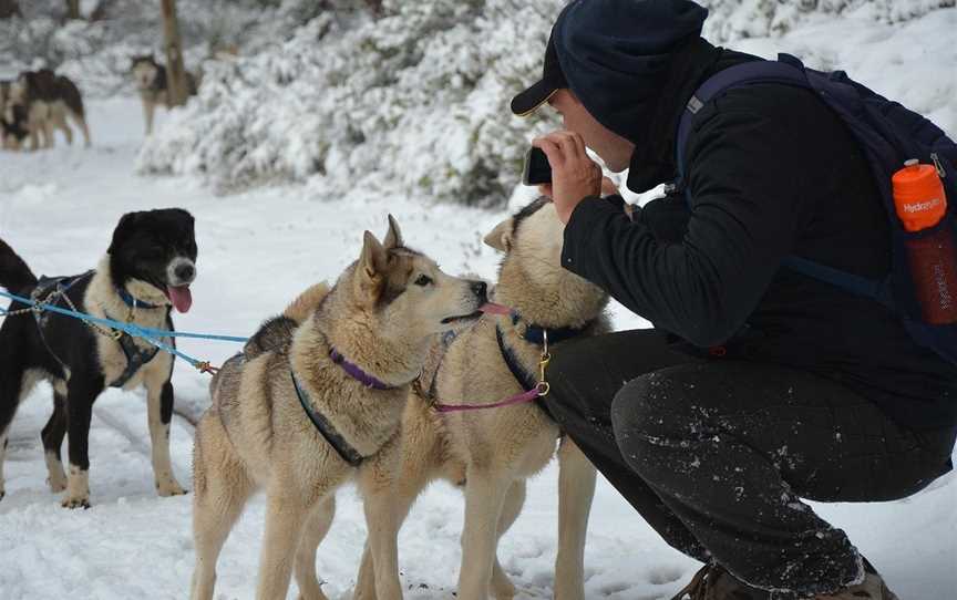 Howling Husky Sled Dog Tours, Mount Baw Baw, VIC