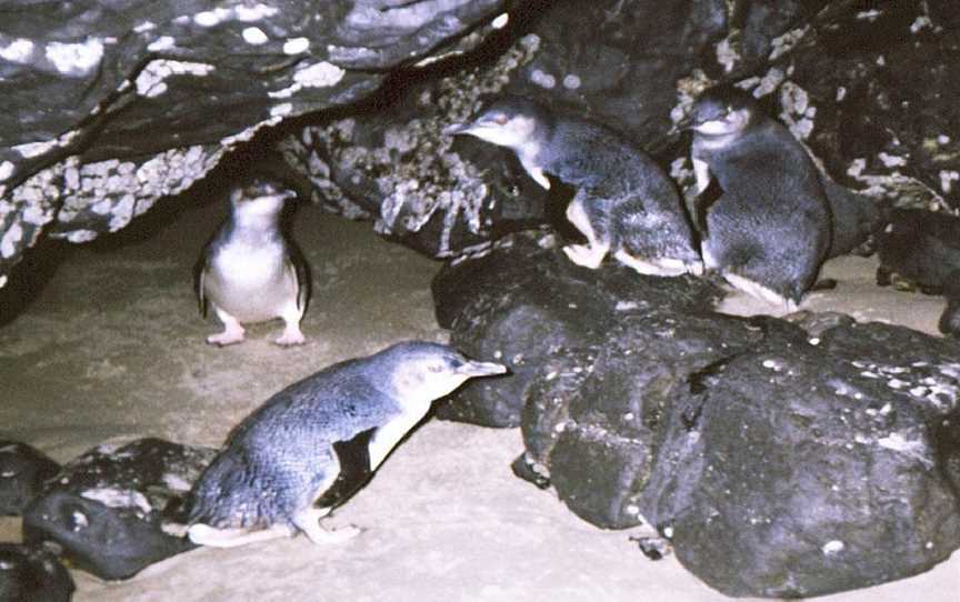 Wynyard Penguin Tours, Wynyard, TAS