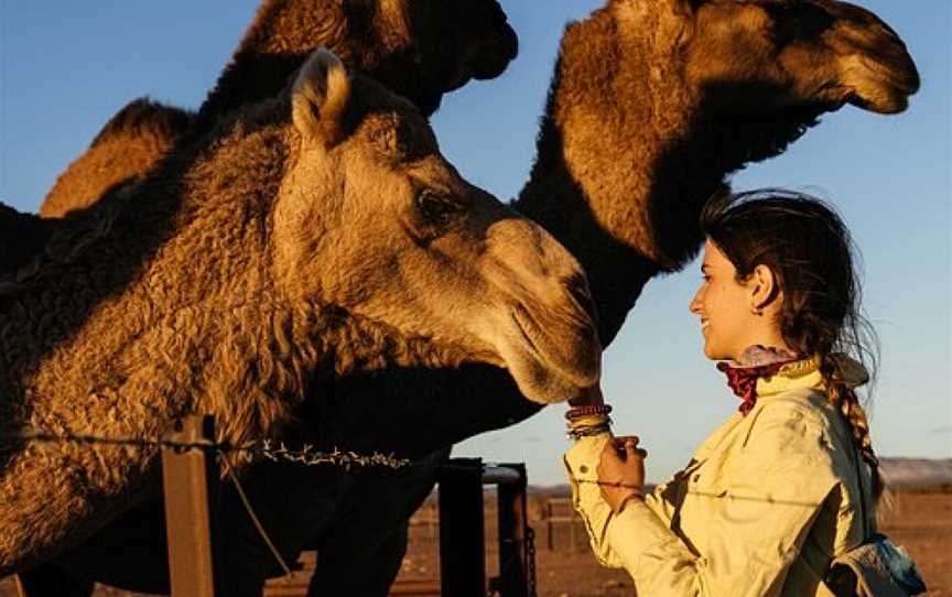 Camel Treks Australia, Beltana, SA