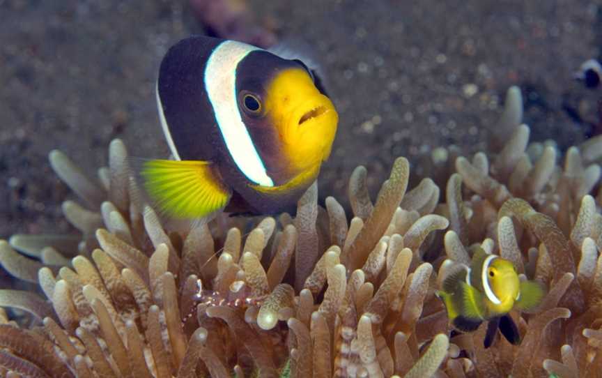 Shellharbour Scuba Centre, Shellharbour, NSW