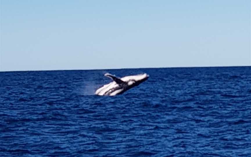 Yamba Whale Watch, Yamba, NSW