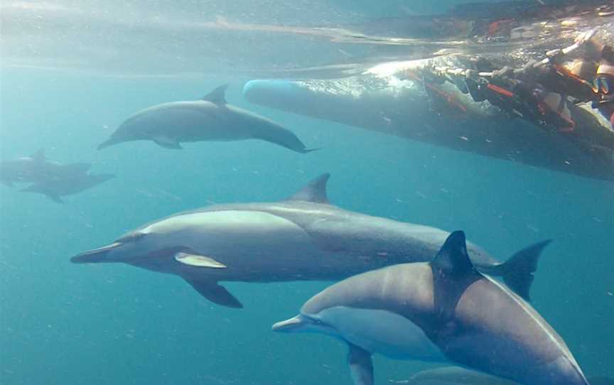 Dolphin Swim Australia, Nelson Bay, NSW