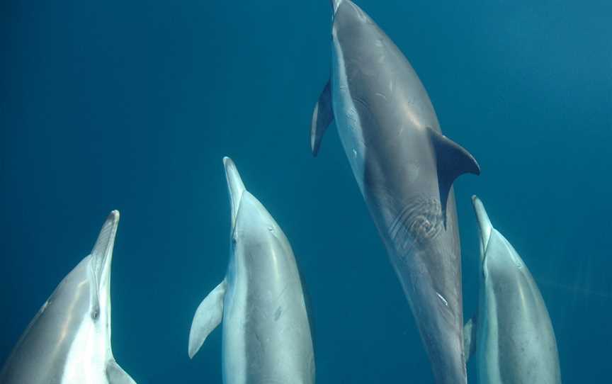 Dolphin Swim Australia, Nelson Bay, NSW
