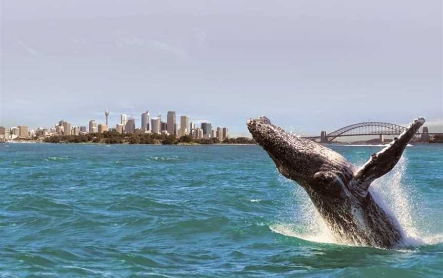 Oz Whale Watching, Sydney, NSW