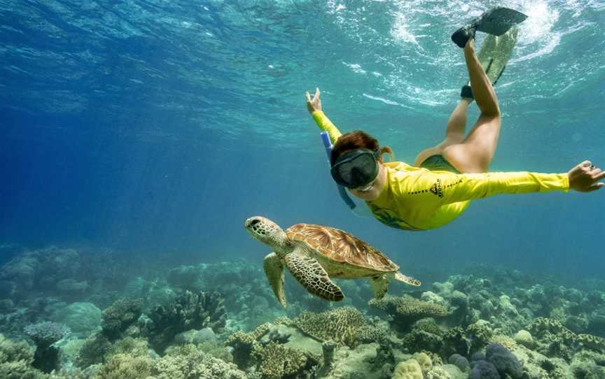 Ocean Safari, Cape Tribulation, QLD