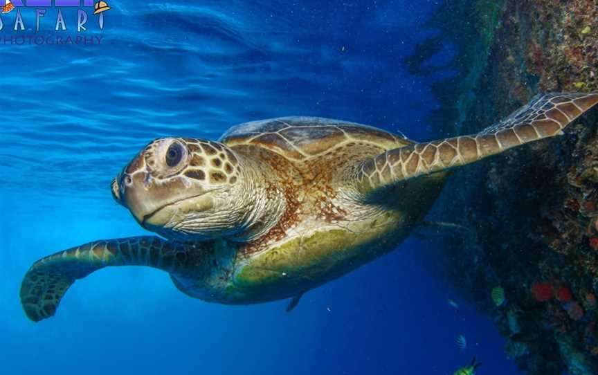 Reef Safari Diving, Airlie Beach, QLD