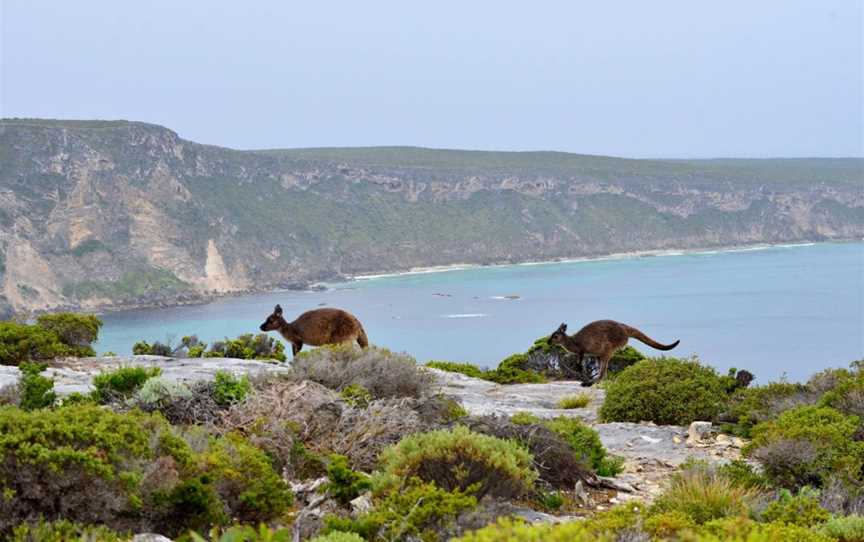 Kangaroo Island Odysseys, Kingscote, SA