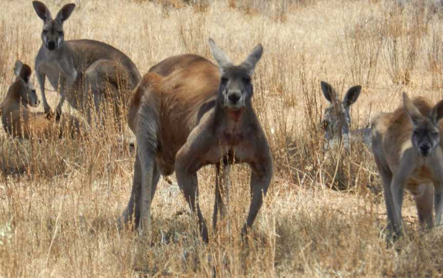 Aussie Heritage Tours, 4WD Aussie Outback Adventures, Quorn, SA