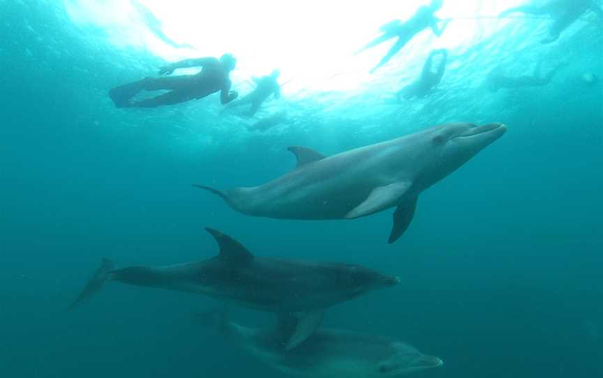 Sea All Dolphin Swims, Queenscliff, VIC