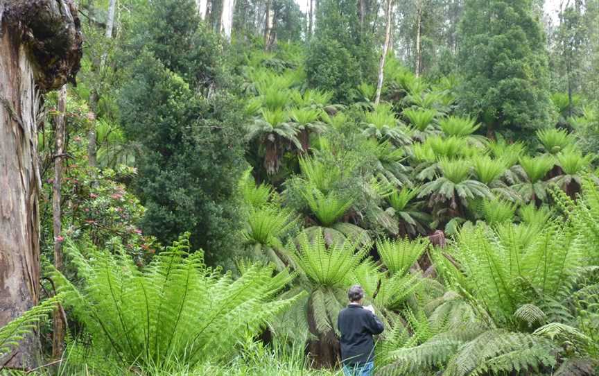 Gippsland High Country Tours, Bruthen, VIC