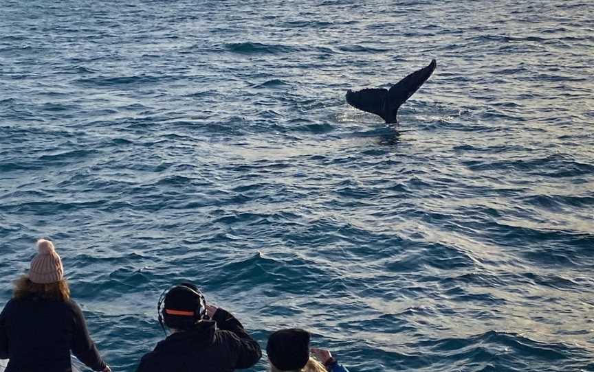 All Sea Charters Whale Watching Augusta, Augusta, WA