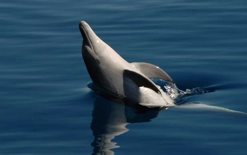 Blue Dolphin Fraser Island Eco Adventure Sail, Hervey Bay, QLD
