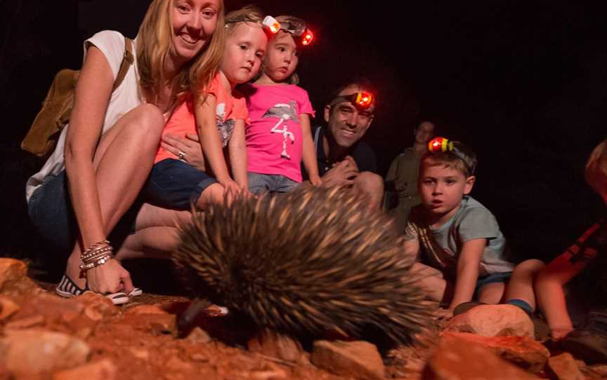 Alice Springs Desert Park – Nocturnal Tour, Araluen, NT