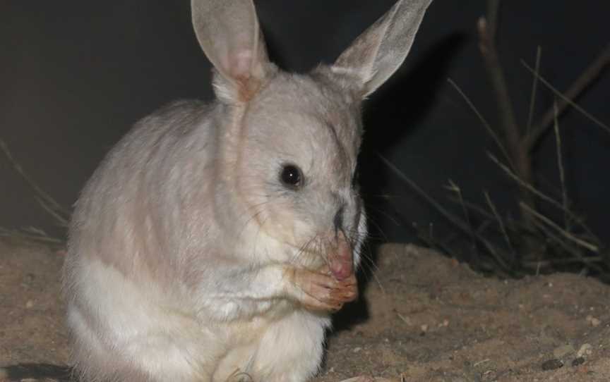 Charleville Bilby Experience, Charleville, QLD