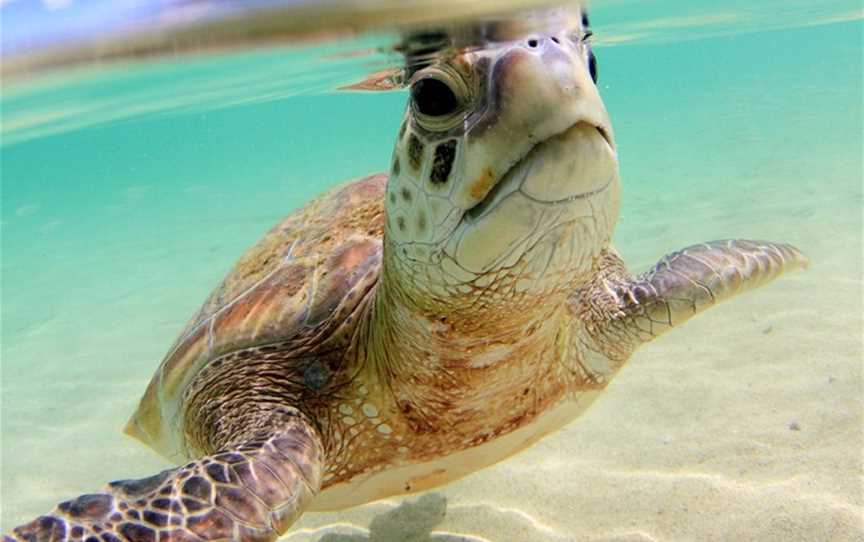 Marine Adventures Turtle Tours, Lord Howe Island, NSW