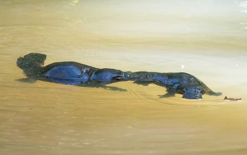 Cassowary Tours, Topaz, QLD