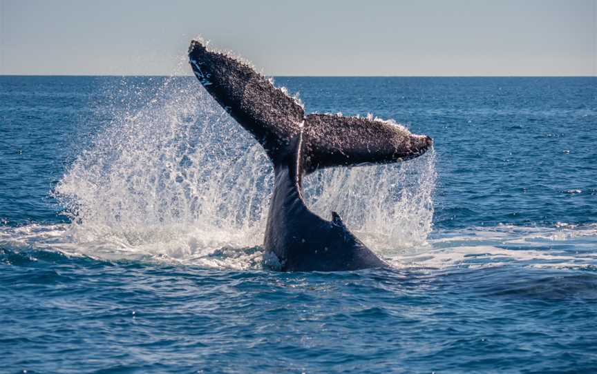 Fraser Island Whale Watch Cruise, Fraser Island, QLD