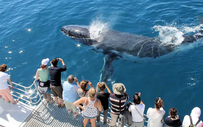 Spirit Of Hervey Bay Whale Watching Cruises, Urangan, QLD
