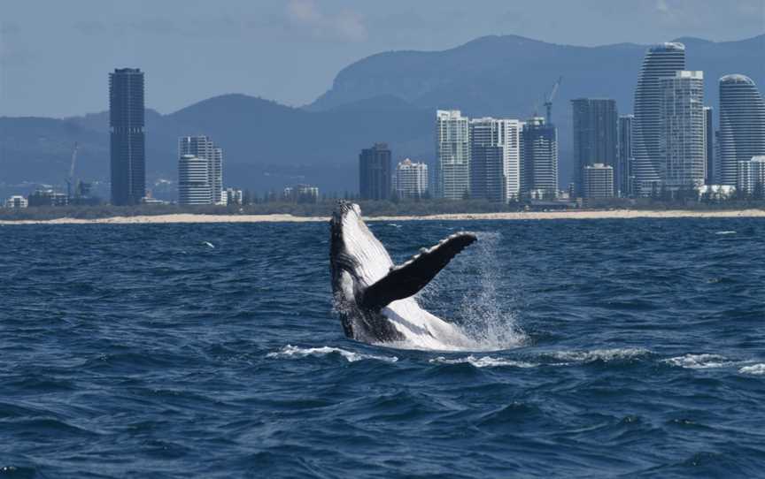 Getaway Sailing on the Gold Coast, Hollywell, QLD