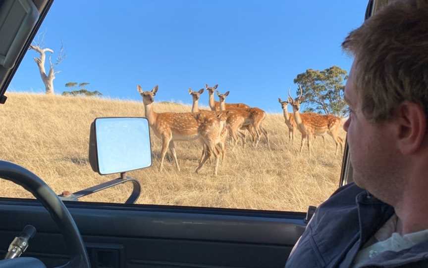 The Spirit of the Stag - Deer Farm Tours by Hahndorf Venison, Highland Valley, SA