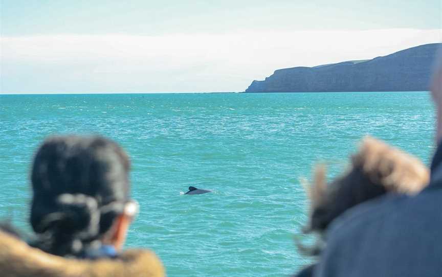 Akaroa Dolphins, Akaroa, New Zealand
