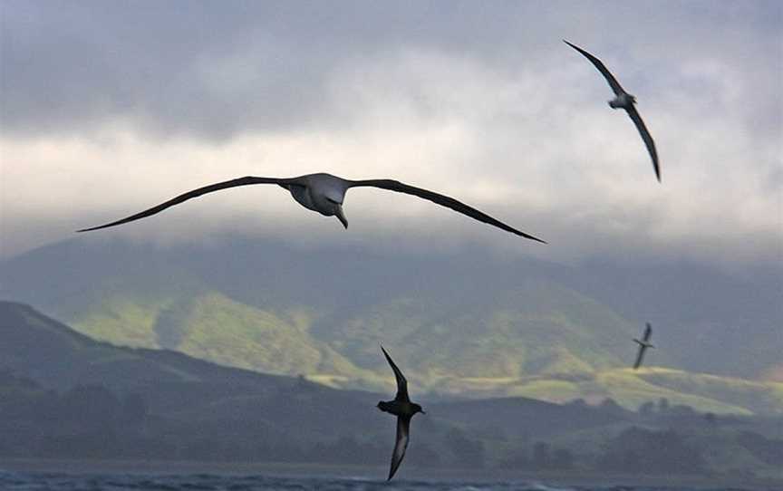 Albatross Encounter, Kaikoura, New Zealand