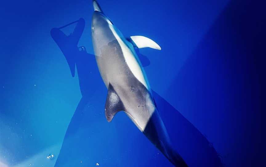 Bay Explorer Dolphin and Wildlife Cruise, Tauranga, New Zealand