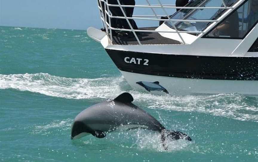 Black Cat Cruises, Akaroa, New Zealand