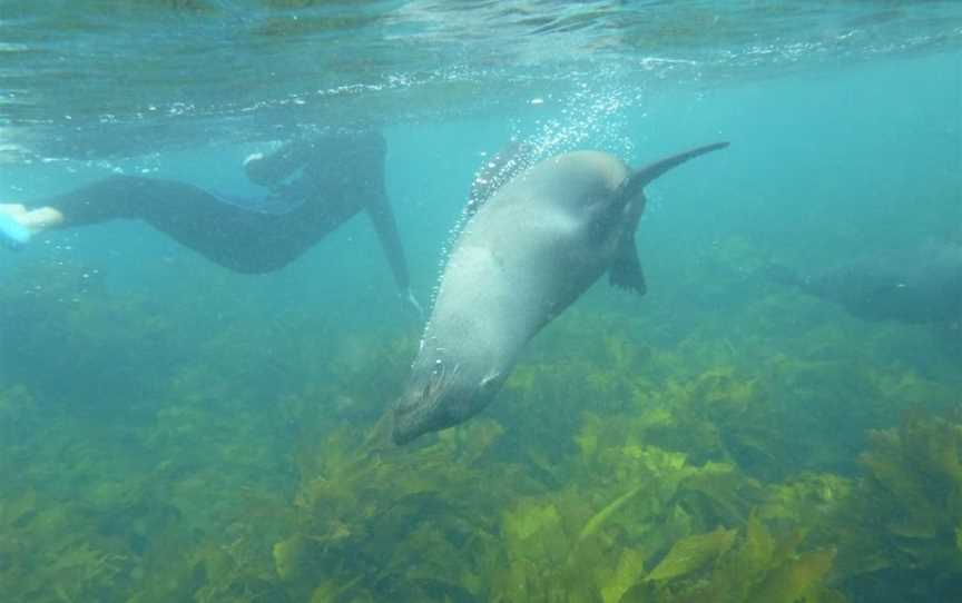 Diveworks Charters: Dolphin and Seal Encounters, Whakatane, New Zealand
