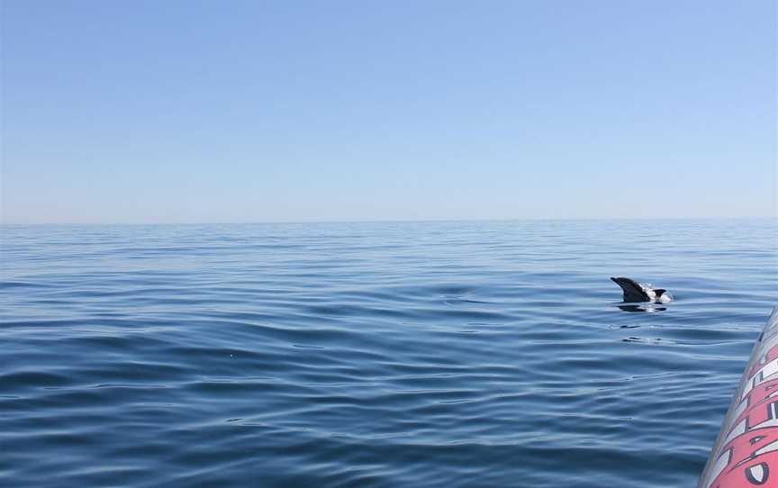 Dolphin Seafaris NZ, Mount Maunganui, New Zealand
