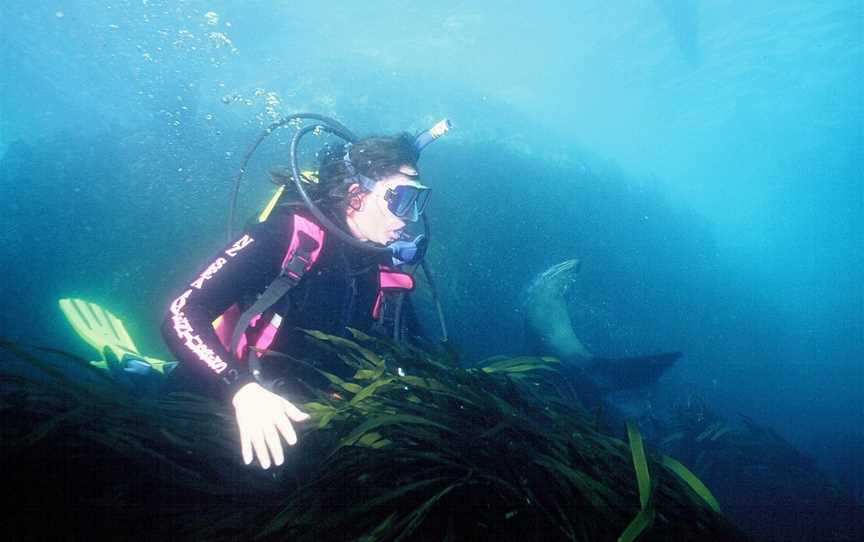 Go Dive Pacific, Picton, New Zealand
