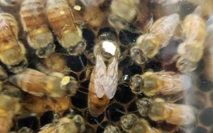 Honeybee World, Rakaia, New Zealand