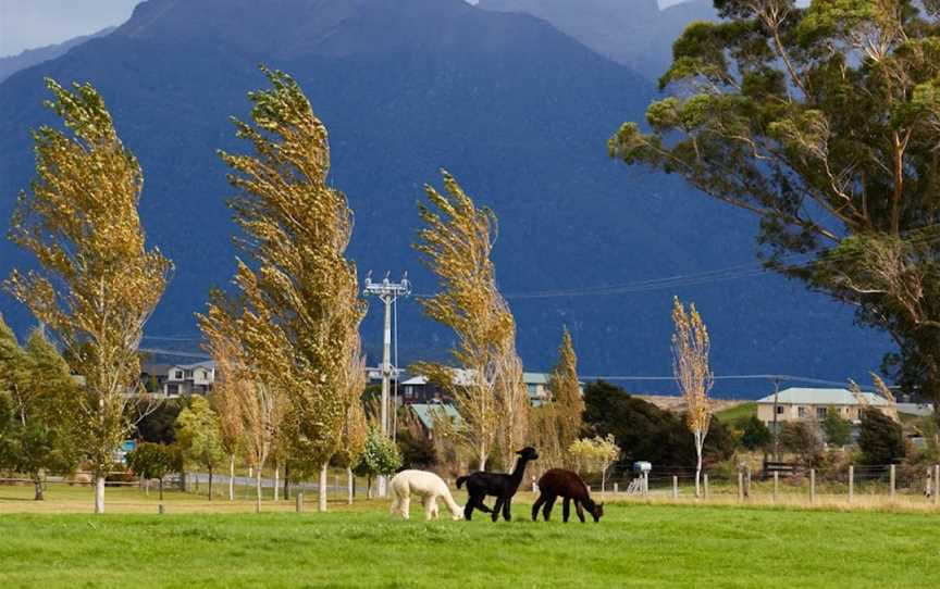 Kepler Mountain View Alpacas, Manapouri, New Zealand