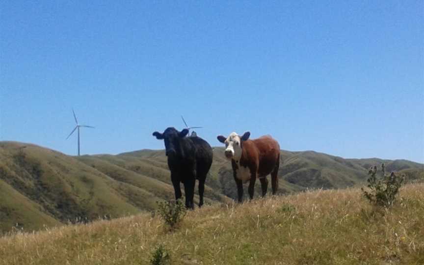 Tussock Ridge Farm Tours, Wellington, New Zealand