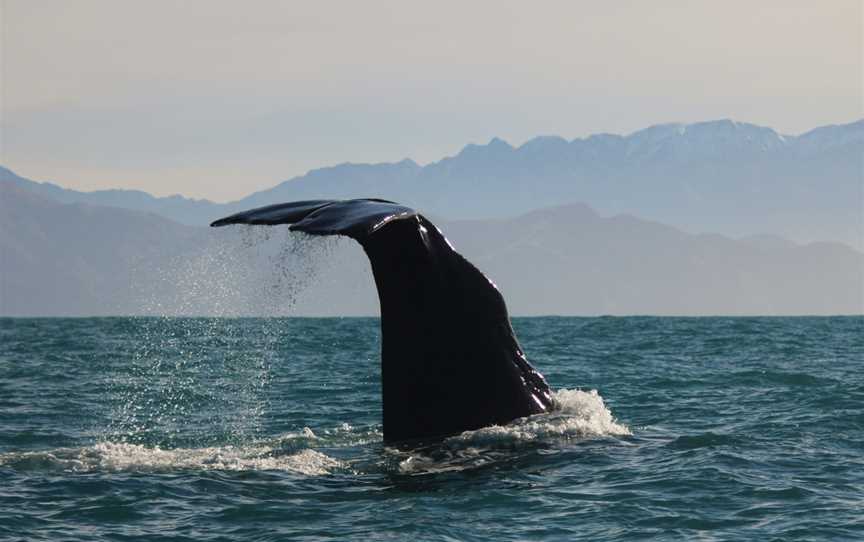 Whale Watch Kaikoura, Kaikoura, New Zealand