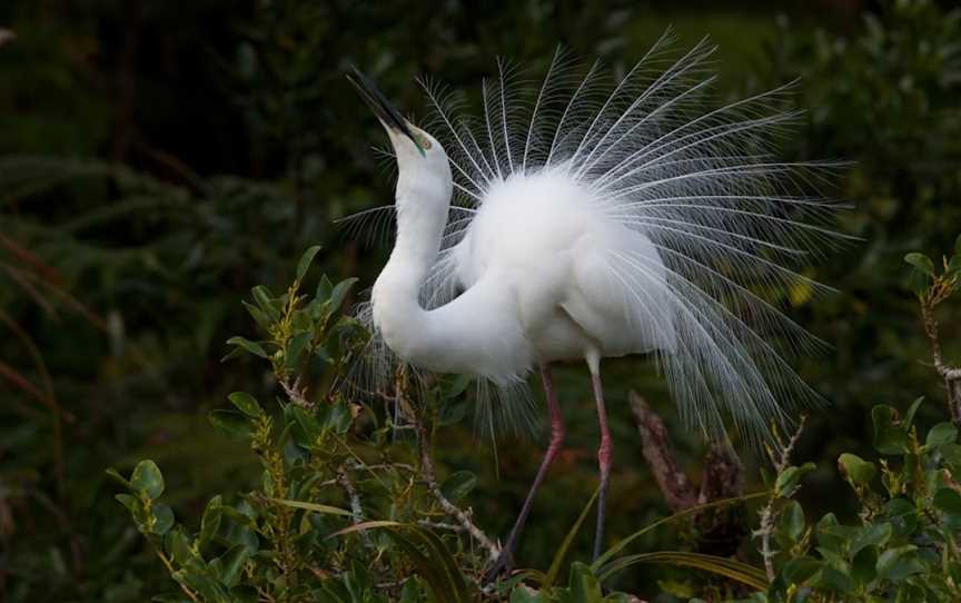 White Heron Sanctuary Tours, Whataroa, Whataroa, New Zealand
