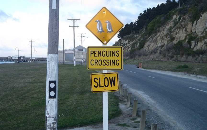 Oamaru Blue Penguin Colony, Oamaru, New Zealand