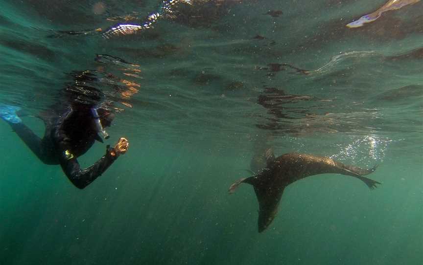 Seal Swim Kaikoura, Kaikoura, New Zealand