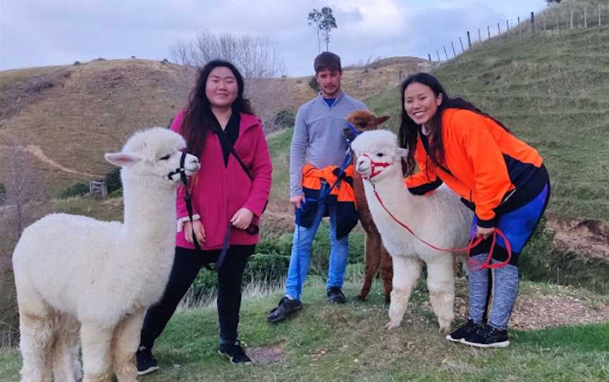Walking with Alpacas (bookings essential), Paraparaumu, New Zealand