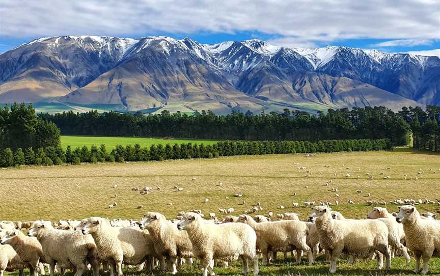 Benlea - Sheep & Cattle Farm Tours & Benlea Cottage, Windwhistle, New Zealand