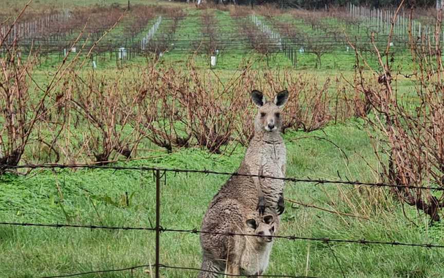 Authentic Australia, take a wine tour in the Clare Valley