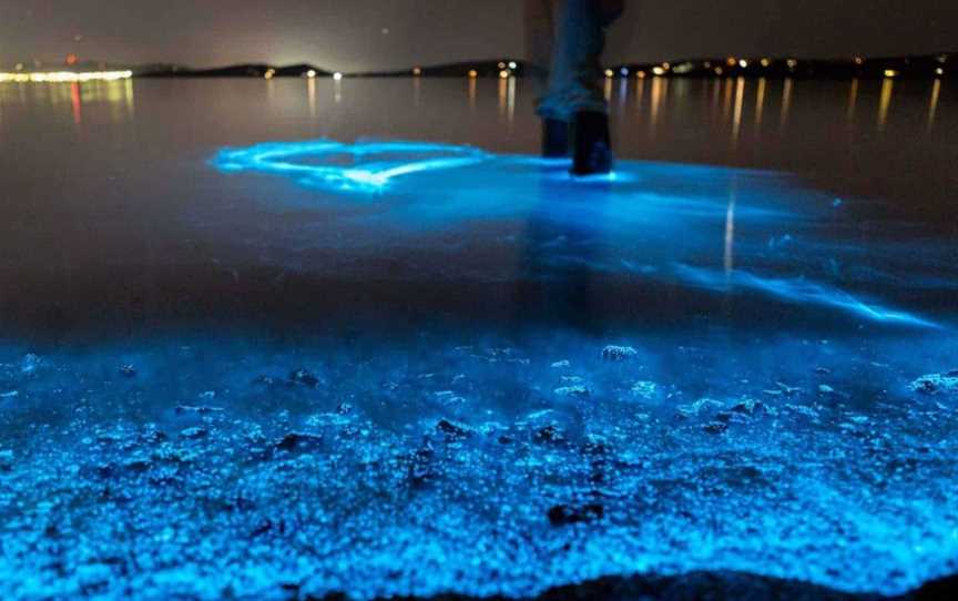 Auckland Bioluminescence Kayak Tour, Tours in Auckland