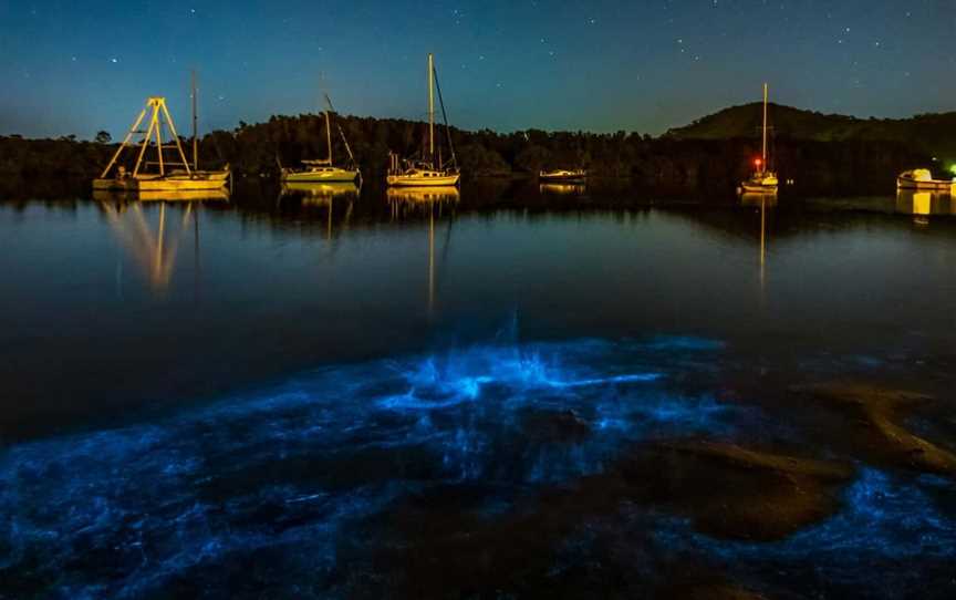 Auckland Bioluminescence Kayak Tour, Tours in Auckland