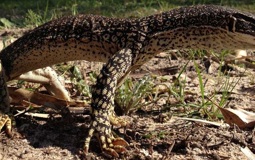 20150809 Goanna Rowley Rd(cropped)